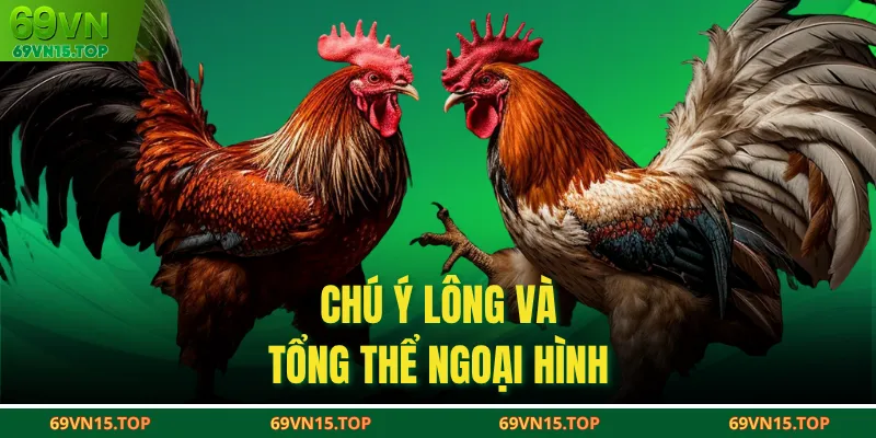 Chú ý lông và tổng thể ngoại hình
